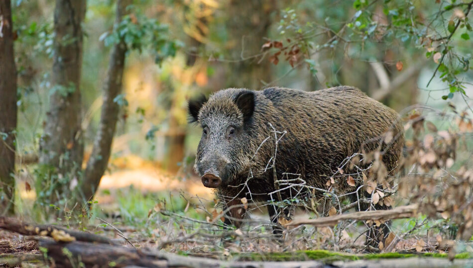 Fauna selvatica, approvato in regione piano straordinario per il contenimento dei cinghiali