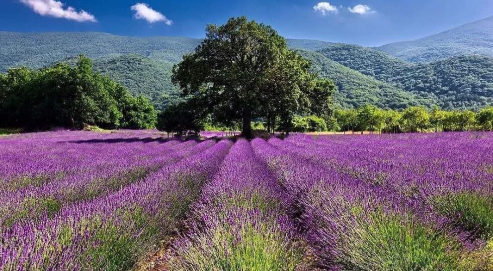 Lavandeto di Collelongo: una passeggiata inclusiva per riscoprire i profumi della natura