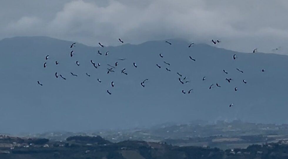 Suggestivo spettacolo ai Calanchi di Atri: oltre cinquanta cicogne sorvolano la Riserva Naturale e Oasi WWF