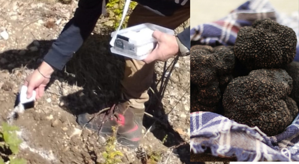 Tartufo e territorio: la Marsica in azione