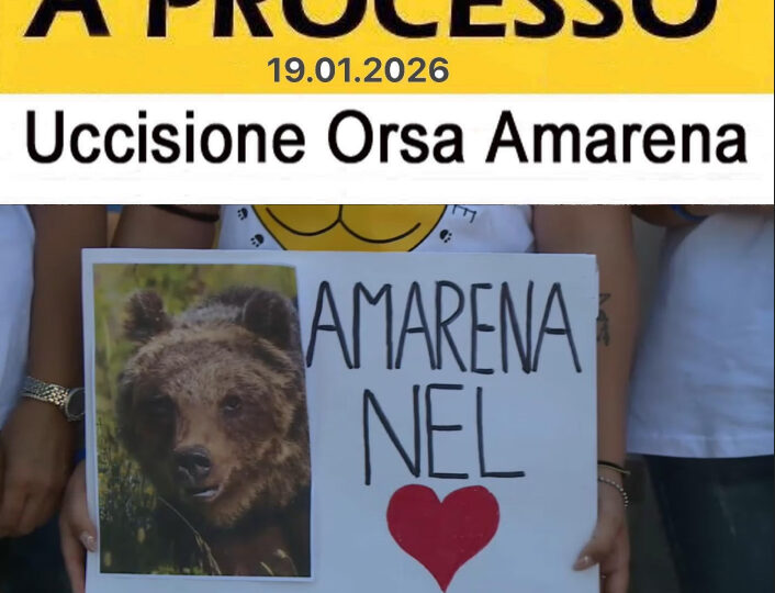 Assassinio dell’orsa Amarena, oggi al Tribunale di Avezzano l’ammissione delle prove