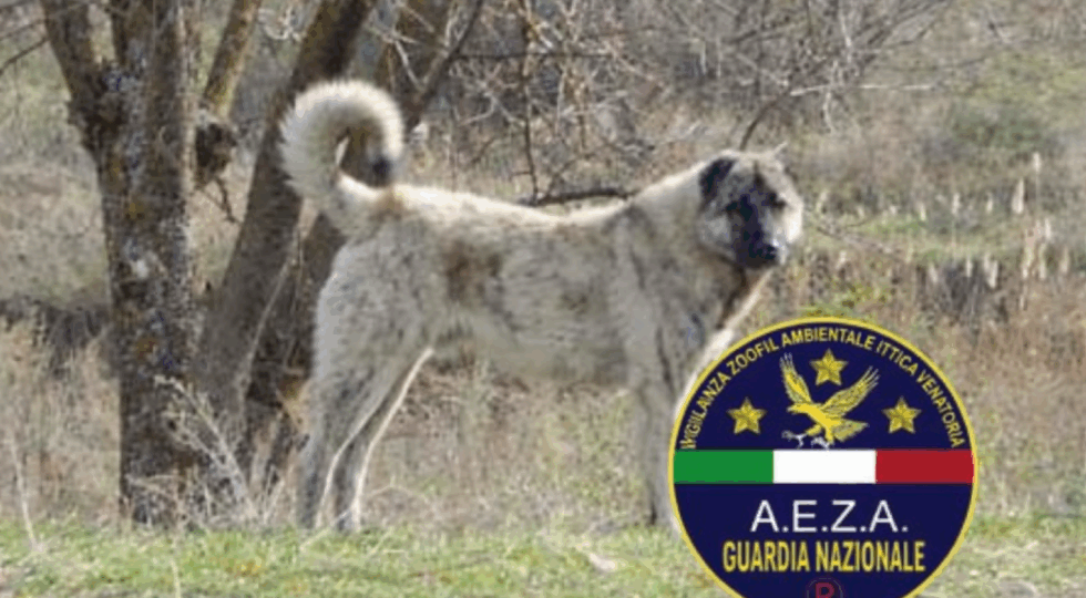 Intervento N.O.G.A. e ASL L’Aquila: fermate le aggressioni di cani in periferia