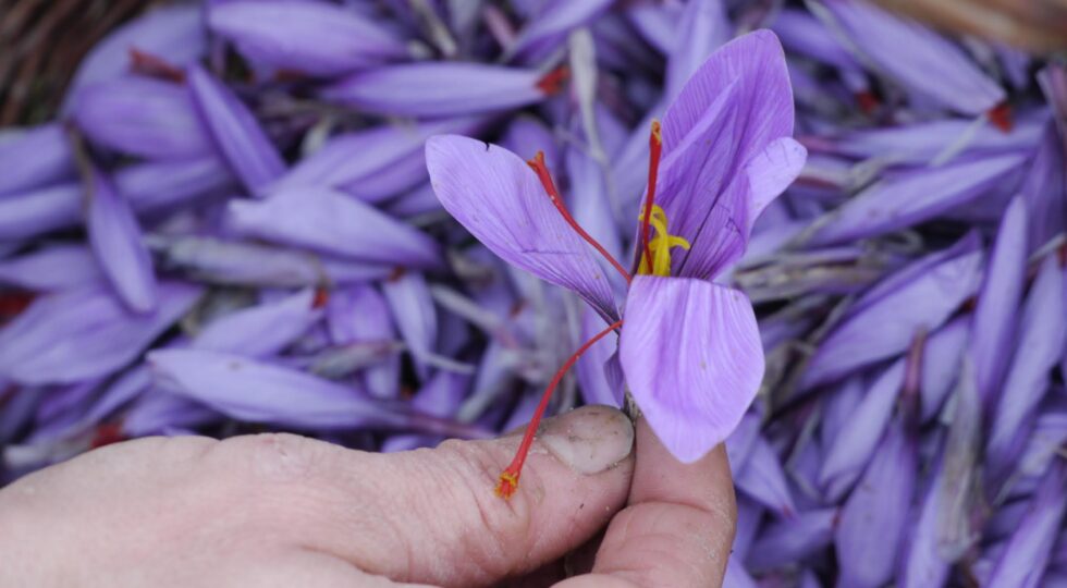 A San Pio delle Camere torna “Raccogli, Conosci, Degusta”